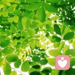 叶子(可倾听)的头像