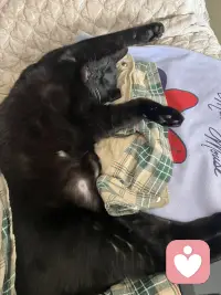 看到他睡觉💤的姿势就想揍他立下，😂😂😂一副欠扁的样子配图
