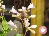 在这鸟语花香的清晨里，我愿所有人都被温柔以待，平安喜乐，身心健康！配图