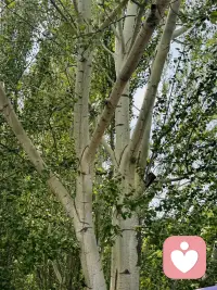 「在人生的這條道路上，會遇到各種的自己，也會遇到堵到內心深處的秘密，講出來，宇宙之中，總有無限的空間，安放我們那些秘密，看見你自己。」

———星星配图