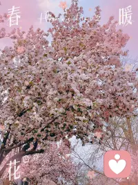 春暖花开的季节，期待你的人生也如此美丽配图