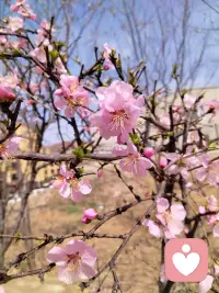 听歌赏花……配图