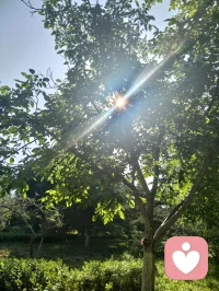 在清新的林间，阳光透过绿叶的拥抱，洒下一片温暖的光芒，让人心生宁静之美。
真正的平静并不在身外，而在内心，心静如水，便可包容世间万物，享受生命的美好。配图