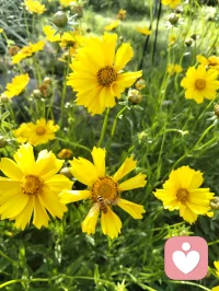 满园花盛放，群蜂逐艳忙
永远相信自己是最棒的，值得拥有世间的美好！！！配图