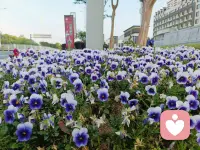 5. 放下纠结，释怀过往，往后余生，随心、随性、随缘。配图