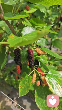 生活不会永远一帆风顺，难免会有疲惫、迷茫、步履匆匆的时刻。
 
不必焦虑当下的困境，也别纠结暂时的遗憾。所有的沉淀、隐忍与坚持，都在悄悄为你铺路。那些吃过的苦、扛过的难、熬过的夜，终会化作成长的力量，温柔拥抱未来的你。
 
慢慢来，没关系。允许自己偶尔放慢脚步，好好休息，慢慢自愈。保持热爱，心怀温柔，踏踏实实走好每一步，日子会慢慢变好，一切皆有可期。
 
你已经很努力了，再坚持一下，好运都在路上。配图