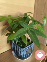 ☘️【了不起的能力——内核稳定】☘️

       内核弱的人，没有力量去支撑一段关系往健康滋养的方面发展。

如何判断一个人的内核是否稳定呢？通常内核稳定的人有这几个特征:

速度稳；不迁怒；不匮乏；能自省。配图
