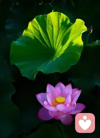☘️【恋爱中的男女有何不同】☘️

🌸男人的恐惧主要是“被吞没”的创伤——所以时常要逃离亲密

🌸女人的恐惧主要是“被抛弃”的创伤——所以时刻都追求亲密配图