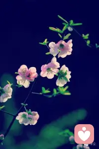 ☘️【剖开焦虑的内核看看】☘️

     🌸焦虑其实是一个思维的陷阱，它是由我们内心的无明、妄想、烦恼合力打造出来的“纸老虎”——不了解事物的真相是无明，对某种结果的担忧是妄想，对他人的抵触和成见是烦恼。
 
      🍃 你品，你细品。配图