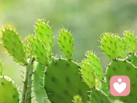 ☘️【你喜欢什么植物】☘️

🌸婚姻里总有女性在抱怨，婚姻去留徘徊不定，不知所往痛苦不堪。这时我通常会问她:你喜欢什么植物？

🌸我个人喜欢热带仙人掌——外有盔甲，内有沟壑，身处贫瘠，活得热烈。配图