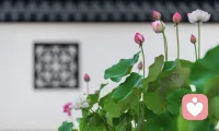 🌸真正的平静，不是避开车门喧嚣，而是在心中修篱赏荷。