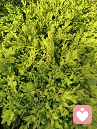 ☘️人类的一切痛苦，本质上都是对自己无能的愤怒。☘️配图