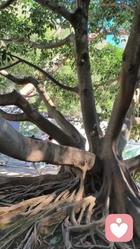 ☘️【反刍思维】☘️

🌸反复想“我哪里不行”“当时要是那样就好了”——

这不会让你变好，只会让你更累。配图