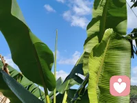 🌼经典分析：防御是为了处理冲突，如本我与超我的打架。

🌸自体心理学关注：防御是为了弥补缺陷，是为了防止自体在缺乏回应的真空中解体。配图