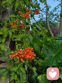 🌻羞耻感来自自体的缺陷与无价值感，内疚感来自违背道德或伤害他人。配图