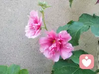 ☘️即使是最亲密的人也会有“不同频”的时候——这不代表爱消失了，只代表我们需要进行一次“校准”。配图