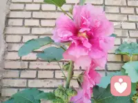 🌱柔软是一种智慧，代表着一种自然，平衡的规律。

☘️与自我相连，无关得失，所以能柔软；与他人相连，无关对错，所
以能柔软；与宇宙相连，无关喜恶，所以能柔软。

🍀我放松，所以我能柔软；我包容，所以我能柔软：我喜悦，所以我
能柔软；我强大，所以我能柔软。