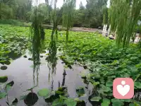 《行香子·归田》

雨过郊原，风定书堂。
爱庭前、几树花香。
竹篱茅舍，小灶茶凉。
看云无心，燕无语，日偏长。

往事休量，闲梦沧浪。
把功名、换作诗囊。
邻翁相唤，且话农桑。
任春来去，花荣悴，鬓如霜。配图
