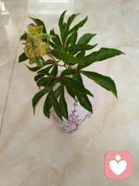 🌸当繁华退场，才看得见生命本来的骨骼——清瘦，却站得笔直。配图