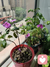 🌸凋零不是美的终结，而是把绚烂收进了时间的褶皱里。配图
