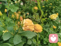 ☘️外遇是亲密关系中的至暗时刻，但正如日本的“金缮”工艺，用金粉修补破碎的瓷器，修复后的关系往往比原先更具韧性和深度。作为咨询师，我们的任务不是抹去裂痕，而是帮助伴侣在裂痕处生长出新的意义。
