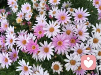 🍀我在时光里慢慢变旧，却在热爱里永远年轻。