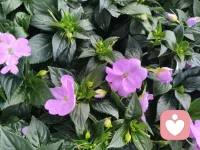 🍀我在时光里慢慢变旧，却在热爱里永远年轻。