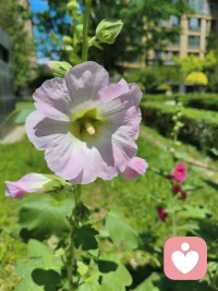 🌸治愈不是突然变开心，而是有一天你发现：风一吹，你不再只想躲，而是想跟着晃一晃。