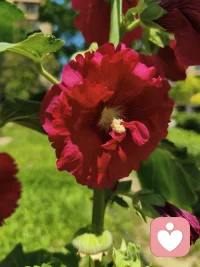 🌸治愈不是突然变开心，而是有一天你发现：风一吹，你不再只想躲，而是想跟着晃一晃。
