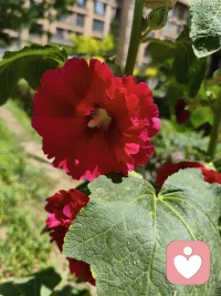 🌸治愈不是突然变开心，而是有一天你发现：风一吹，你不再只想躲，而是想跟着晃一晃。