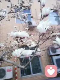 感觉干干净净，花开花落。配图