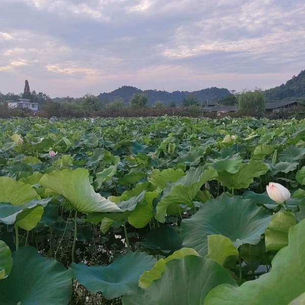 蜜花倾听