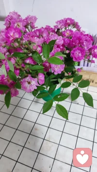一盏灯，陪你慢慢走
 
作为一名倾听师，我见过太多把心事藏在深夜里的人，小晚就是其中一个。
 
第一次找我倾诉时，她的声音满是疲惫。刚毕业的她，在陌生的城市打拼，工作屡屡碰壁，房租压得她喘不过气，连倾诉都怕打扰别人，只能在夜里偷偷掉眼泪。她说觉得自己一无是处，努力了却看不到光，甚至想过放弃回家。
 
我没有讲太多大道理，只是安静地听着，听她诉说委屈，听她藏在坚强下的脆弱，偶尔轻声回应，告诉她所有的难过都值得被接纳，所有的坚持都从来不是徒劳。
 
后来的日子，她偶尔会来找我聊天，说说工作的小进步，讲讲生活的小确幸，也会吐槽遇到的不顺。我始终做那个安静的倾听者，陪着她梳理情绪，看见自己的闪光点。
 
慢慢的，小晚变了。她不再自我否定，学会了接纳不完美的自己，工作越来越顺手，也开始学着好好生活。她告诉我，原来不用逼自己立刻变好，慢慢走，也能走出阴霾。
 
其实每个人的人生，都有一段需要独自赶路的黑夜。不必慌张，不必强求，那些看似难熬的时光，终会成为成长的养分。而我始终相信，用心倾听，温柔陪伴，就是黑暗里一盏暖暖的灯，不用耀眼，却能陪着你，一步步走向属于自己的光亮。
 
人生从不是一蹴而就的圆满，慢慢来，别放弃，你所有的默默坚持，终会在时光里，绽放出温柔的光芒。配图