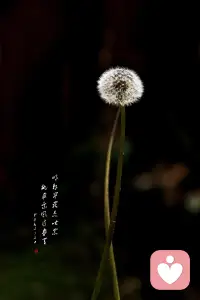 清醒
总有一天你会静下心来，像个局外人一样回首自己的故事，然后笑着摇摇头。浮生不过梦一场，所以能治愈你的从来都不是时间，而是内心的那份释怀和清醒。佛说“一念放下，万般从容”，时间从来都不是解药，它只是让你在岁月里慢慢沉淀，直到某天突然清醒，原来那些耿耿于怀的过往，那些放不下的人和事，不过是自己困住自己的牢笼。配图