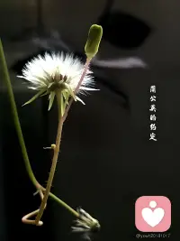 月光下的爱
作为一名倾听师，见过太多困在第三者关系里的人，满心纠结、自我内耗，一边贪恋片刻温情，一边深陷愧疚与不安，整夜辗转难眠。
 
其实任何需要偷偷摸摸、见不得光的感情，从一开始就注定带着委屈和消耗。真正值得你奔赴的爱，从来不用隐忍躲藏，不用卑微等待，不用在夹缝里勉强奢求一点点偏爱。
 
好的感情，是光明正大的偏爱，是坦荡安稳的陪伴，是不用偷偷摸摸、不用患得患失的笃定。陷入错位关系里的人，并不是不够好，只是错把短暂的心动，当成了余生的归宿。
 
别在不属于自己的感情里消耗自己，委屈真心。及时抽身，不是遗憾，而是放过自己。学会体面退场，守住自己的尊严与底线，把温柔和真心留给那个能明目张胆爱你、给你安稳名分、陪你光明正大走下去的人。
 
余生很贵，愿你清醒自持，远离暧昧内耗，终能遇见一份坦荡干净、双向奔赴的圆满爱意。
