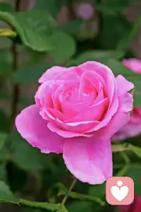  淡淡晨光，浅浅心安，愿你今日轻松自在。