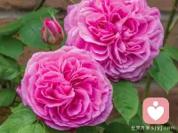 遇瓶颈时，不妨暂退一步，蓄力再登高数阶。人不登峰顶，便不知平地之浅；眼界不到高处，便困于眼前方寸。配图