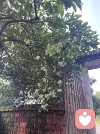 花开啦配图