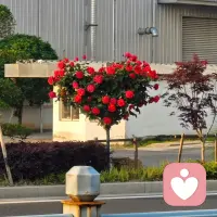 成年人的世界，连崩溃都是静音的。你习惯了把委屈调成静音模式，习惯了说“我没事”。但那些未被倾听的情绪，从来不会真正消失。
    在这里，你不需要伪装坚强，也不用刻意懂事。我不是来评判对错，也不是来强行治愈，只想做那个在你走夜路时，默默提灯陪你走一段的人。
    世界很吵，我这里很静。累了就停下来歇歇，你只管说，我一直都在。配图