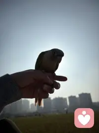 喜欢鹦鹉吗配图