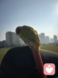 喜欢鹦鹉吗配图