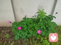 遇事不决，可问春风。
春风不语，即随本心。
本心无向，遵从天意。
天意难寻，清净随心。