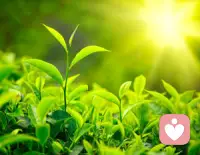 ☀️ 阳光照在新叶上的瞬间，忽然懂了：
治愈，从来都不是一下子的光亮，
而是像这样，一点点，慢慢被照亮的过程。
你也不用急，我在这里陪你，慢慢来。
——心禾倾听配图