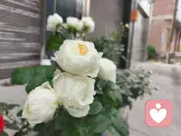  世界很吵，我认真听你说。不用伪装、不用懂事，你的所有情绪，在这里都可以被好好安放。成年人的崩溃从不用声张，太多情绪藏在沉默里。我愿意做你的情绪树洞，接住你所有的疲惫与迷茫。