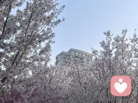 在手机不离手的时代，是已读不回有意义还是不读也不回最绝情？最好的答案是哪个？配图