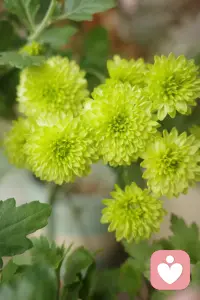 🌷