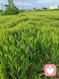 每一个不被接纳的行为背后，都有一个曾经无数次呼救，却没有人看见，没有人听见的自己配图