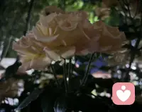 婚姻本就是一场合作，你没有必要非得弄成爱情的样子。配图