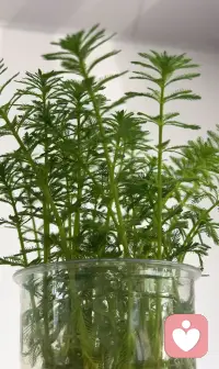 心理学中有一个词，祛魅。
意思是剥去事物神秘的光环，看清它本来的样子。配图