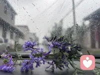 心晴，雨亦晴；
心雨，晴亦雨。配图